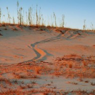 kitsevkaya desert 2 