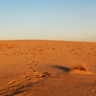 kitsevkaya desert 6 