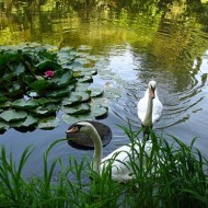 krasnokutskij dendropark 8