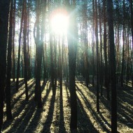 sunrise in the forest