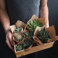 succulents 1 